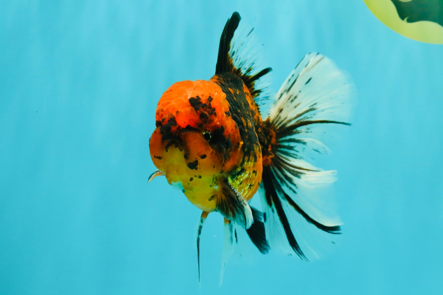 SPECIAL AAA Grade Tiger Oranda Male 6 inches #073126OR_23