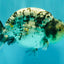 A Grade Tiger Ranchu Male 4.5-5 inches #081426RC_23