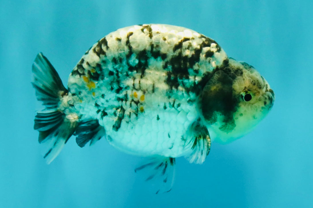 A Grade Tiger Ranchu Male 4.5-5 inches #081426RC_23