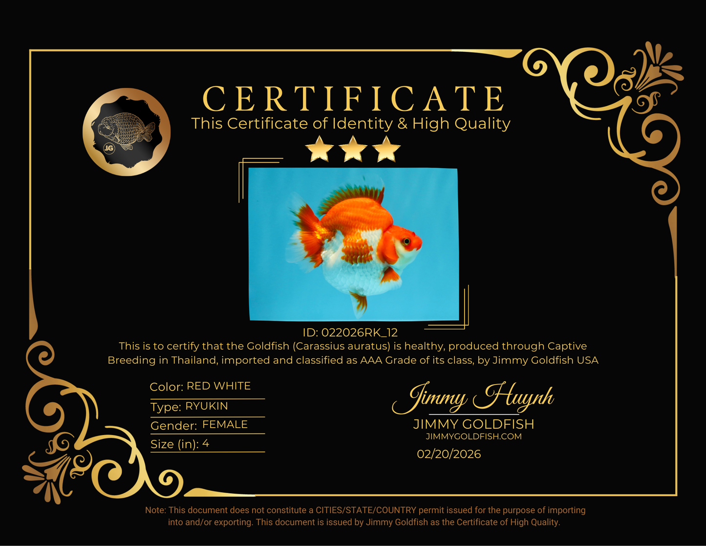 AAA Grade Red White Ryukin Female 4 inches #022026RK_12