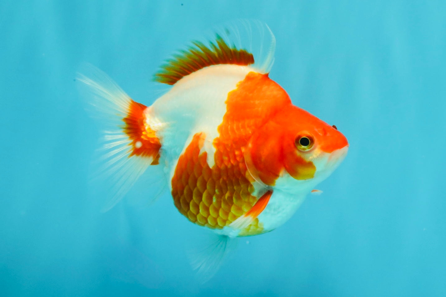 A Grade Red White Ryukin Female 4.5 inches #031326RK_32