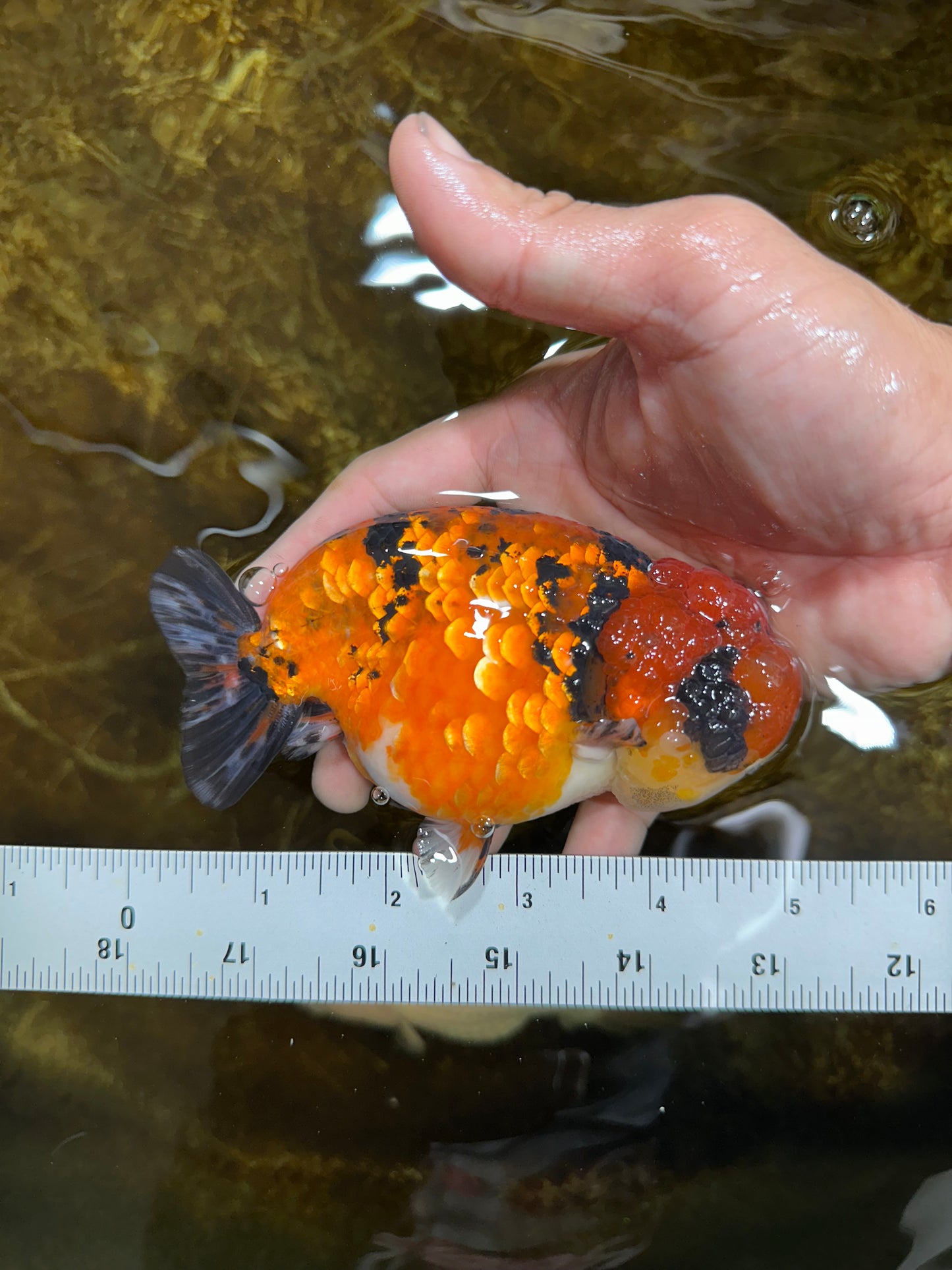 AAA Grade ADORABLE Tiger LionQueen 5 inches #082925LC_01