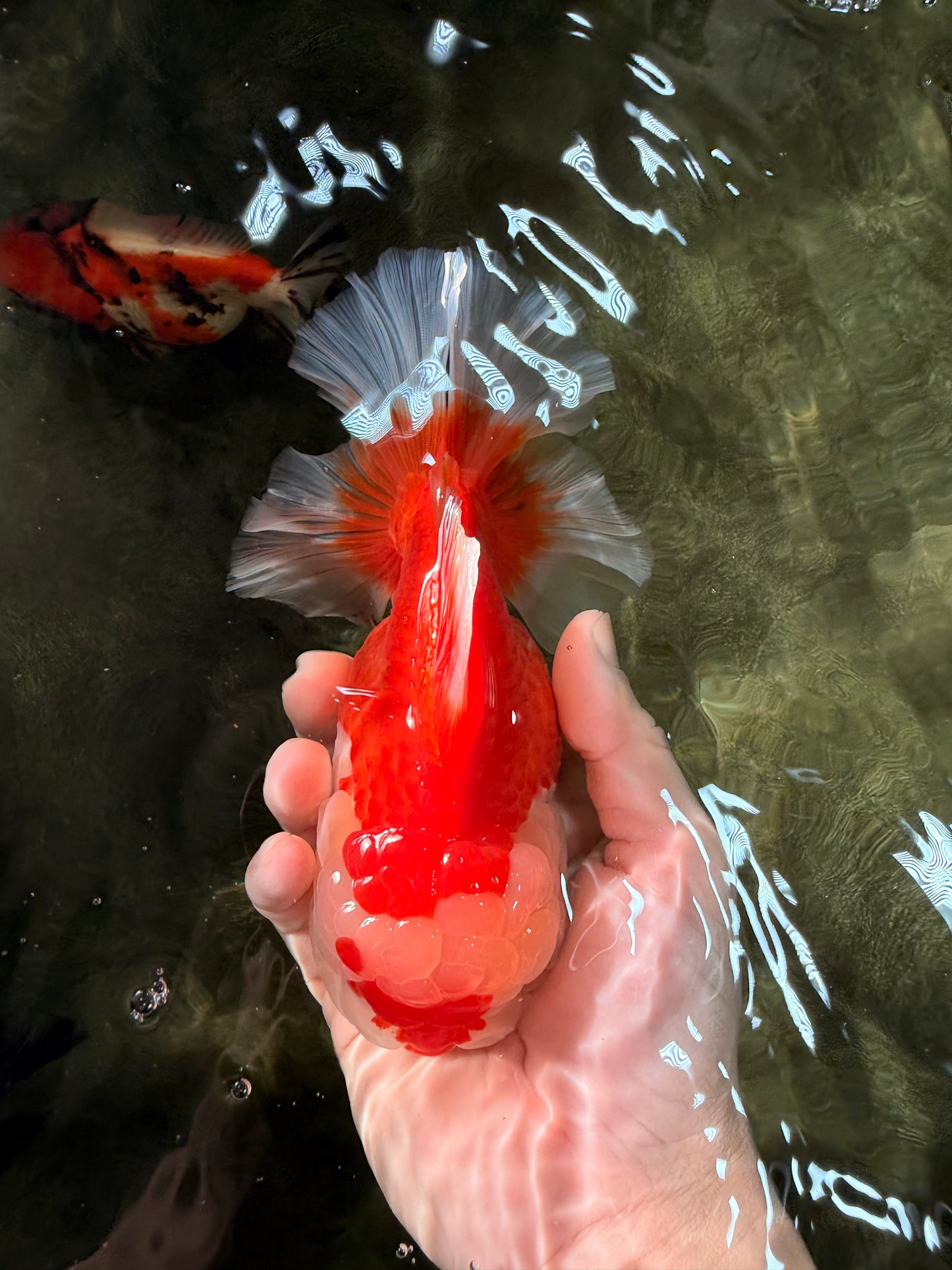 AAA Grade Red White Oranda Female 6-6.5 inches #032026OR_07