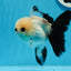 Panda oranda hembra de ojos de botón de grado A de 4,5 a 5 pulgadas n.° 0906OR_23