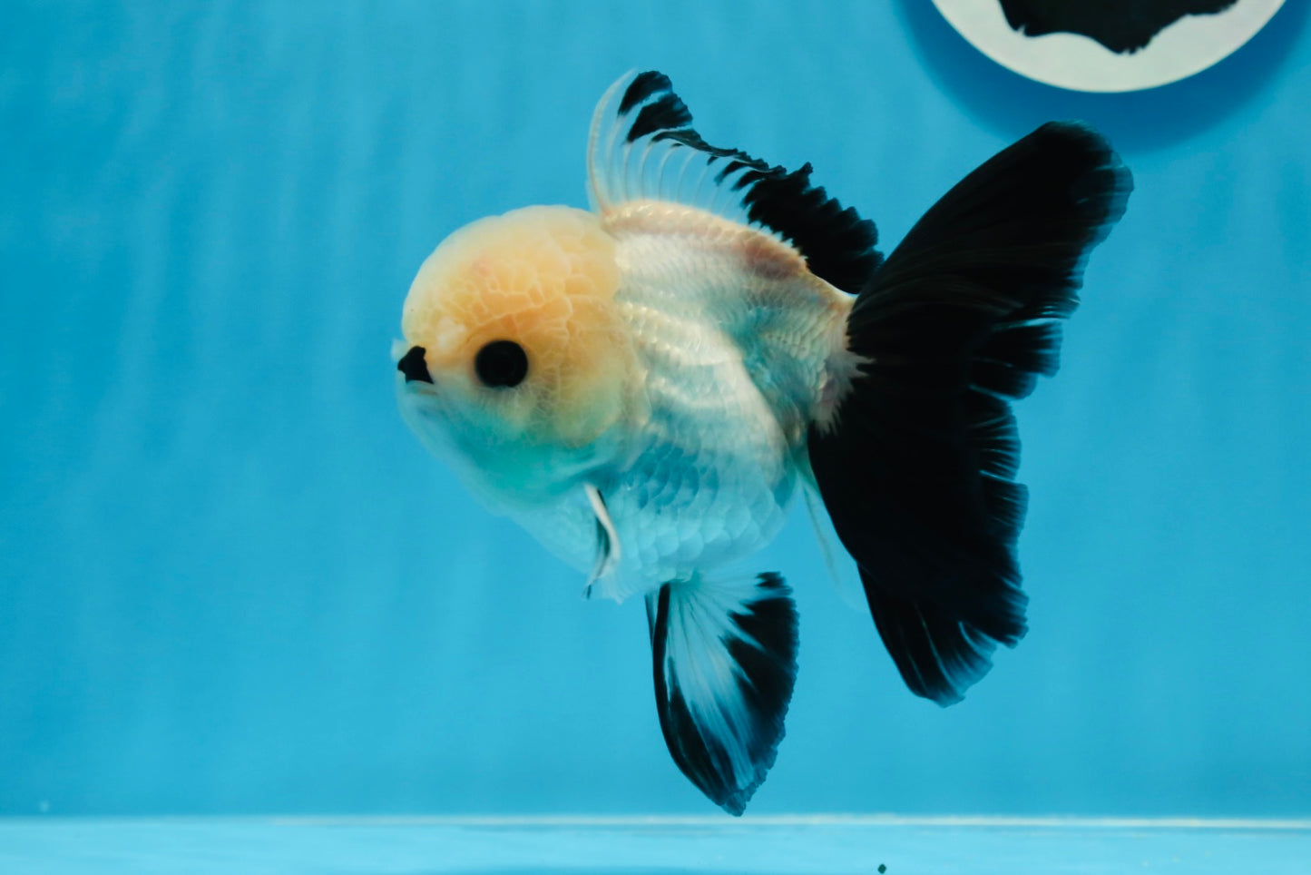 A Grade Button Eyes Panda Oranda Female 4.5-5 inches #0906OR_23