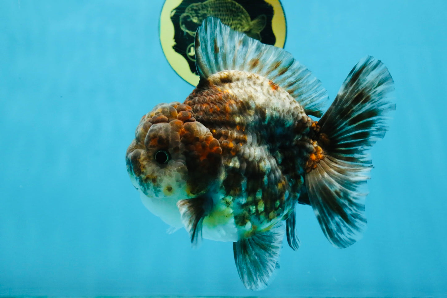 RARE A Grade Kirin Oranda Male 5.5 inches #120525OR_02