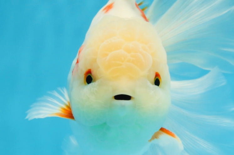 AAA Grade ADORABLE Sakura Oranda Male 6-6.5 inches #091925OR_14