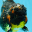 AAA Grade Dark Tiger Yuanbao Male 6-6.5 inches #041026YB_29