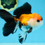 A Grade Tricolor Button Eyes Oranda Male 5 inches #080125OR_30