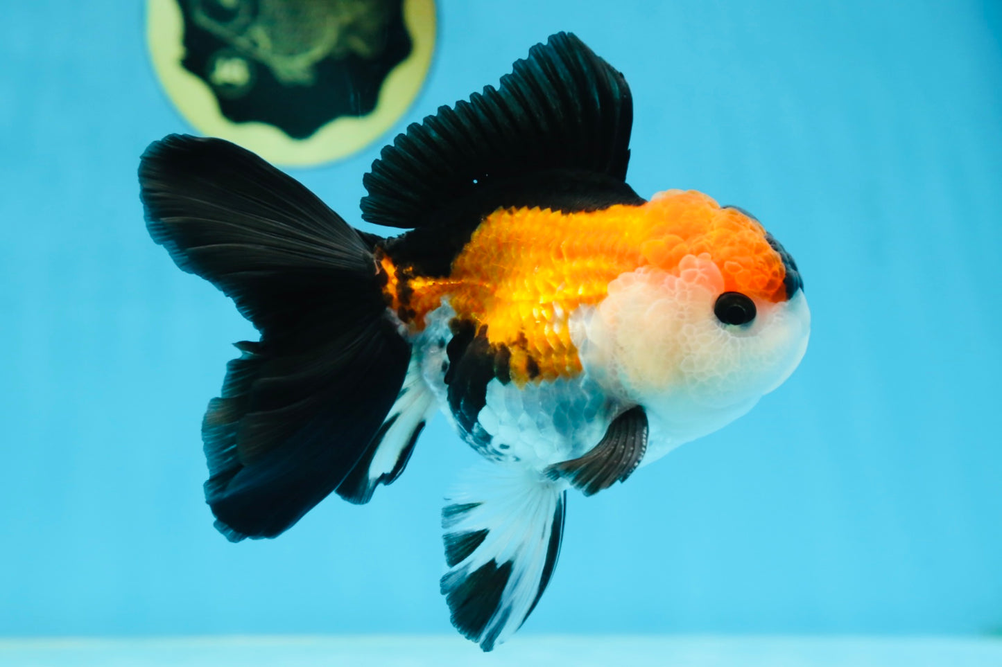 A Grade Tricolor Button Eyes Oranda Male 5 inches #080125OR_30