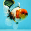 AAA Grade Calico Oranda Male 5-5.5 inches #050925OR_48