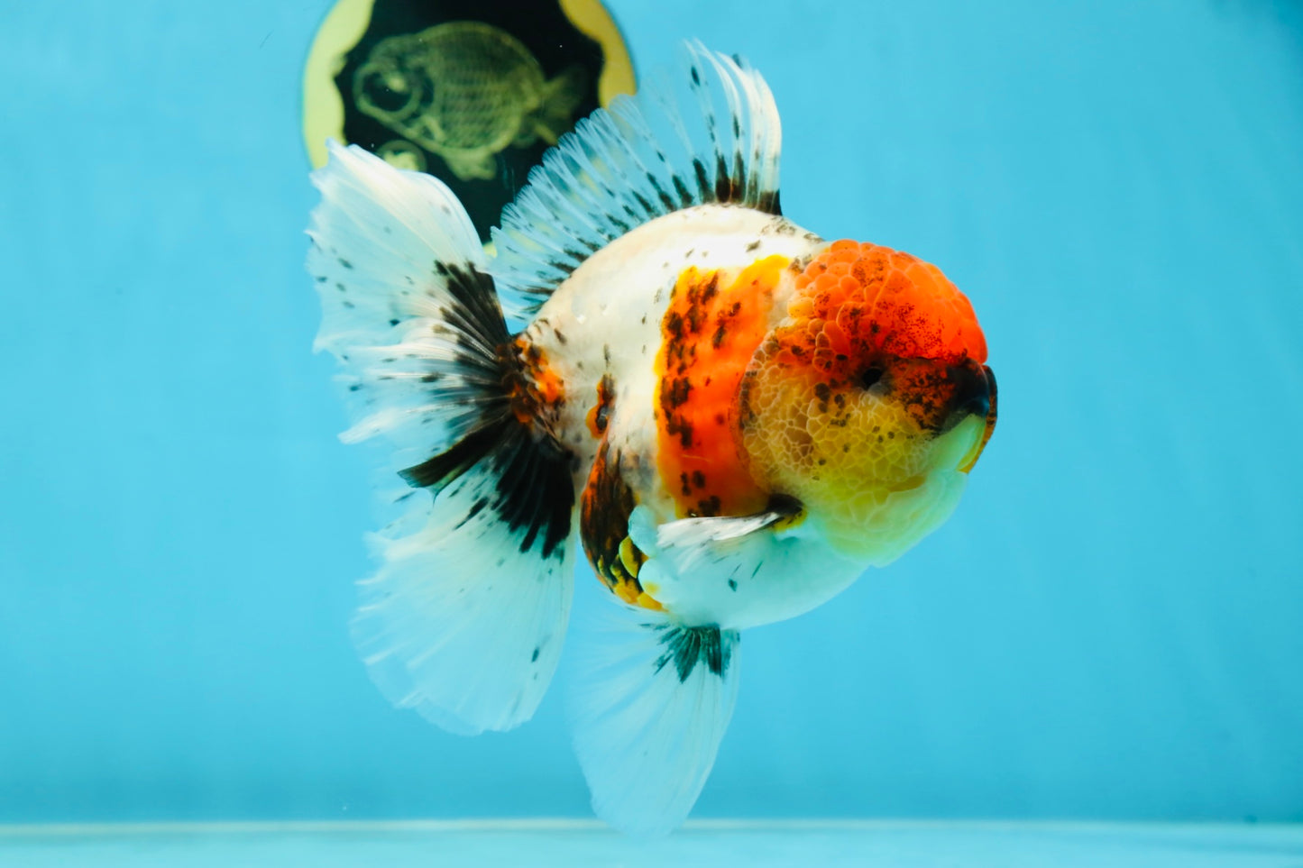 AAA Grade Calico Oranda Male 5-5.5 inches #050925OR_48