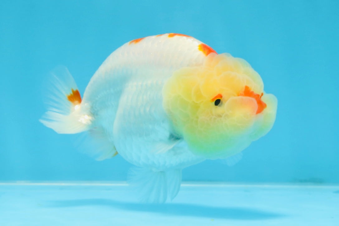 A Grade Red White Kohaku LionQueen 4 inches #101725LC_07