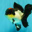 Tricolor Oranda Female 5.5 inches #082126OR_12