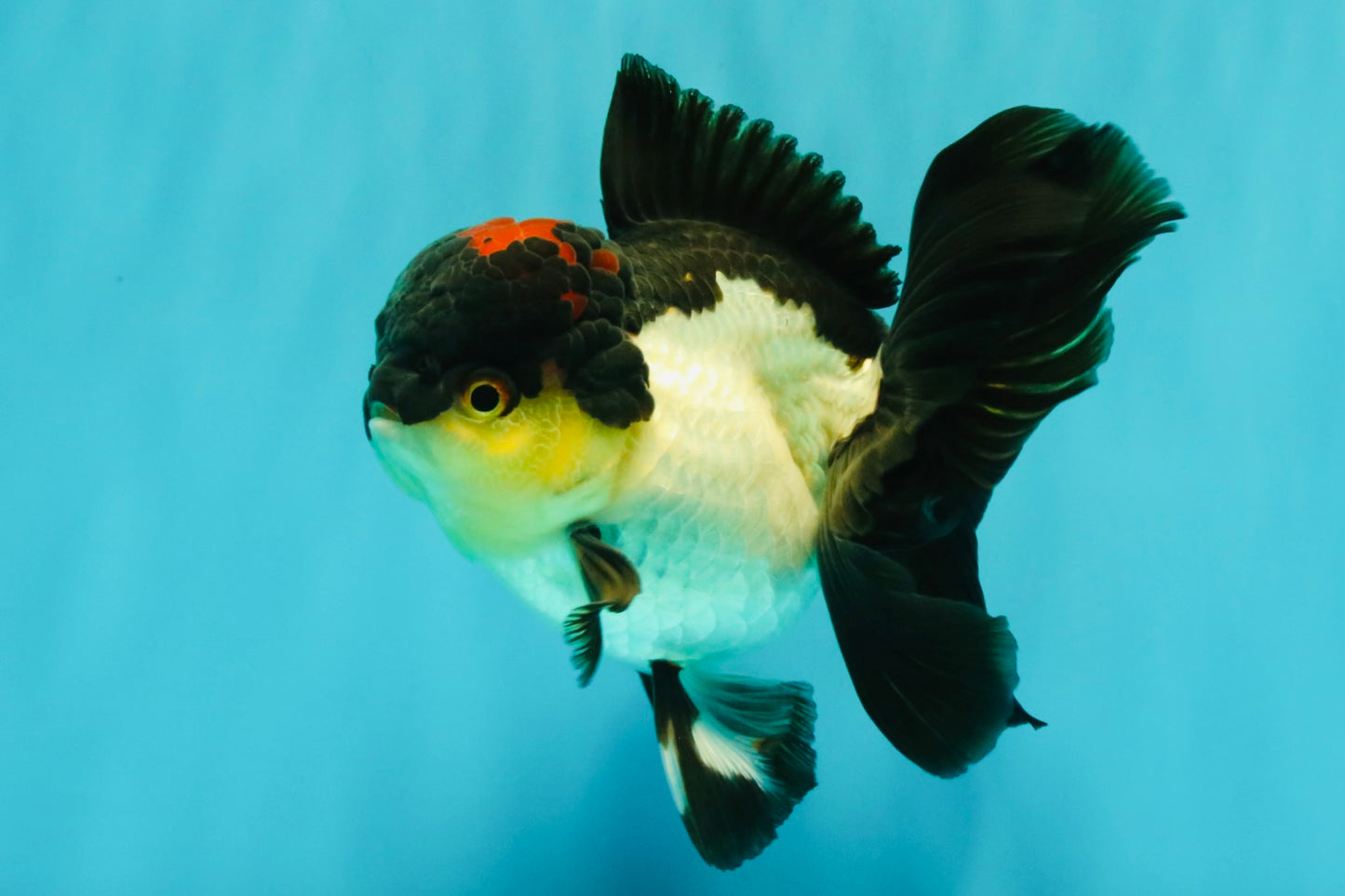 Tricolor Oranda Female 5.5 inches #082126OR_12