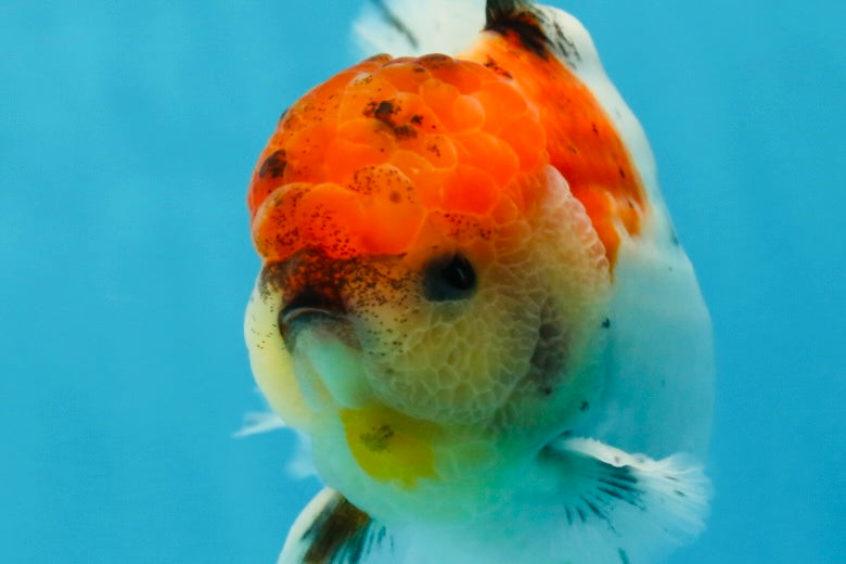 AAA Grade Godzilla Calico Sakura Button Eyes Oranda Male 5 inches #051625OR_17