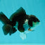 Panda Oranda Male 4 inches #102524OR_22