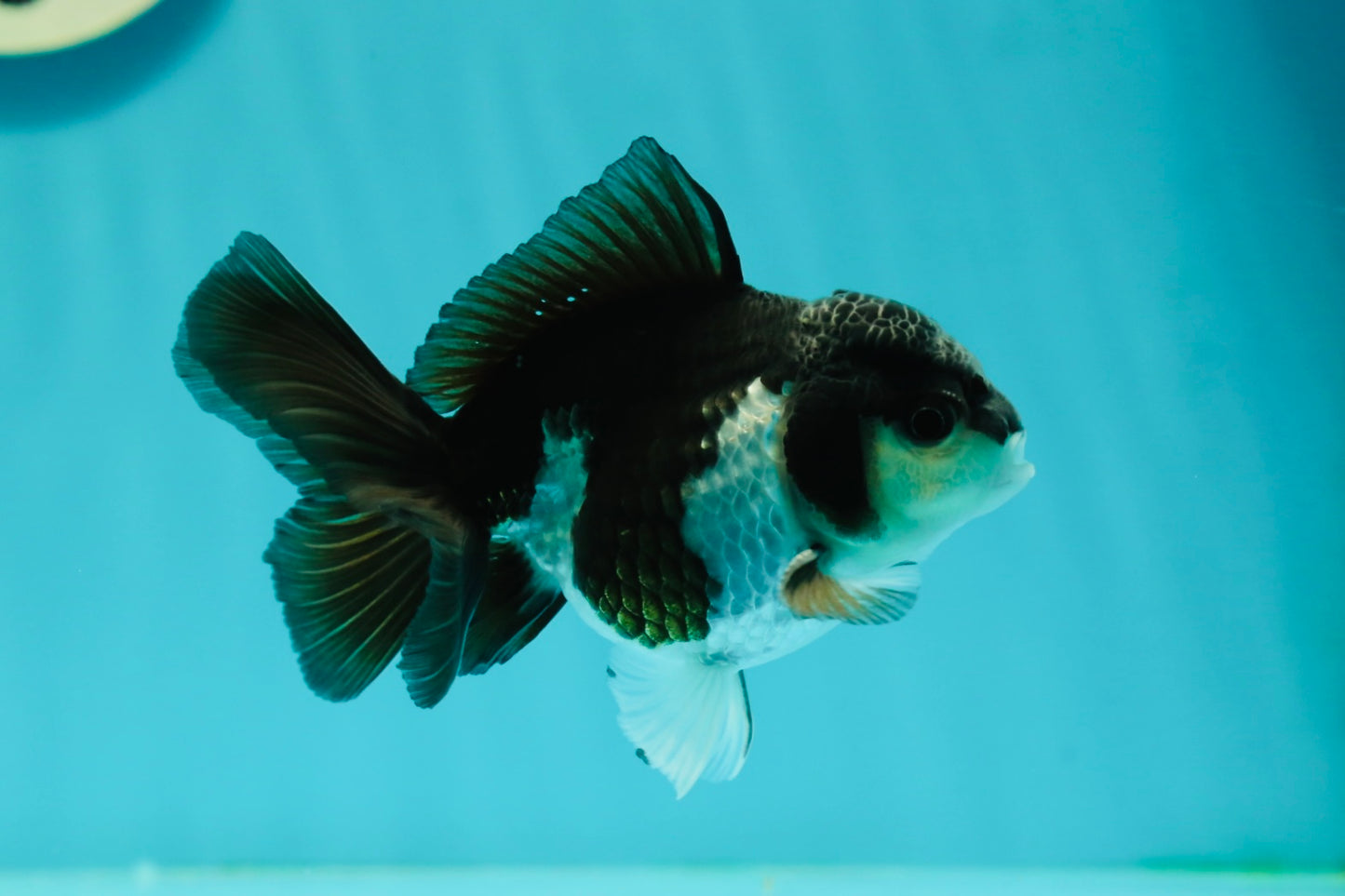 Panda Oranda Male 4 inches #102524OR_22