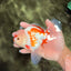 AAA Grade Red White Oranda Male 5.5-6 inches #072426OR_10