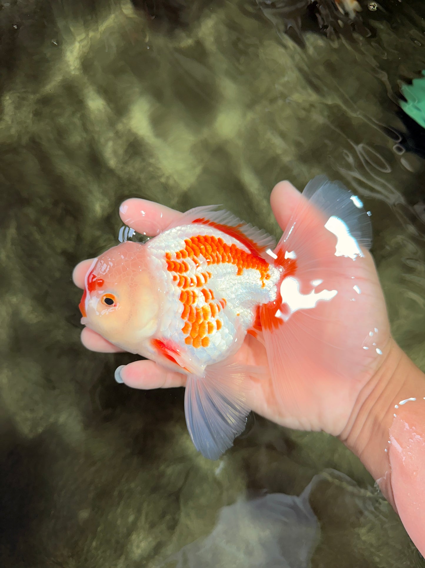 AAA Grade Red White Oranda Male 5.5-6 inches #072426OR_10