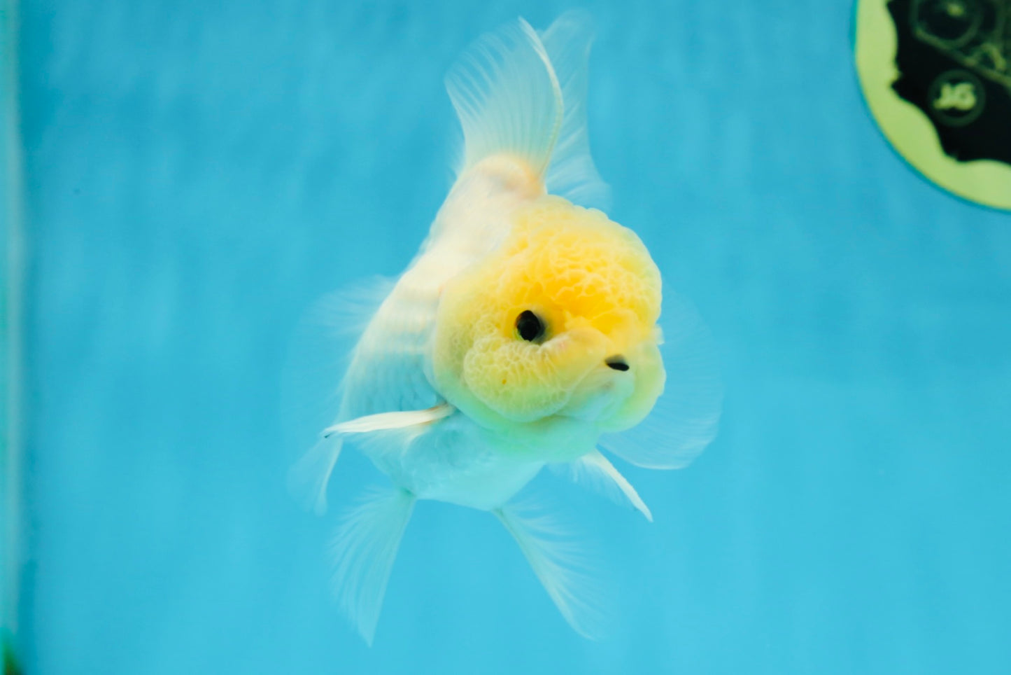 A Grade Puppy White Button Eyes Oranda Female 4.5-5 inches #050225OR_05