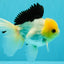 A Grade Panda Button Eyes Oranda Male 5-5.5 inches #031326OR_28