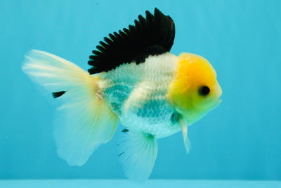 A Grade Panda Button Eyes Oranda Male 5-5.5 inches #031326OR_28