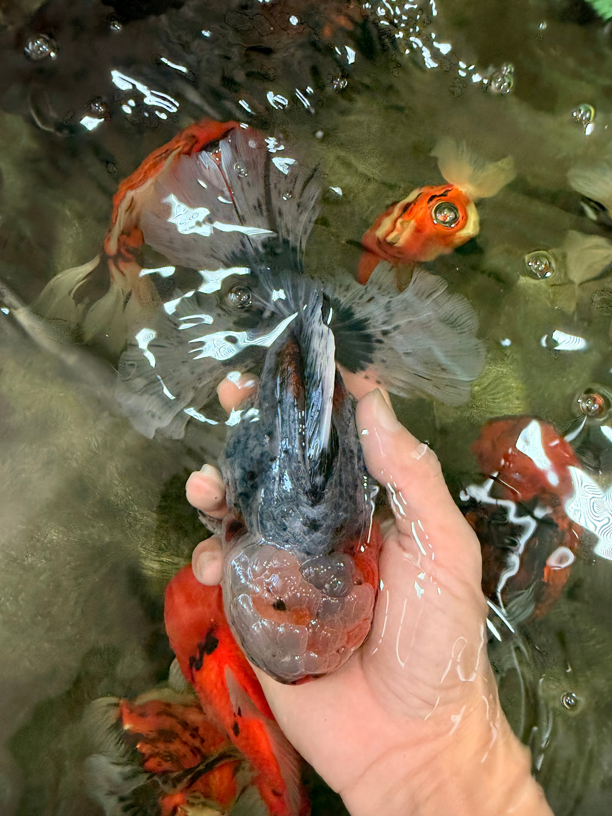 FLUFFY AAA Grade Calico Kirin Oranda Male 7 inches #100926OR_09
