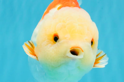 CHUBBY A Grade Red White Yuanbao Male 6 inches #041026YB_26