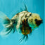 Kirin Oranda Female 6 inches #071726OR_19