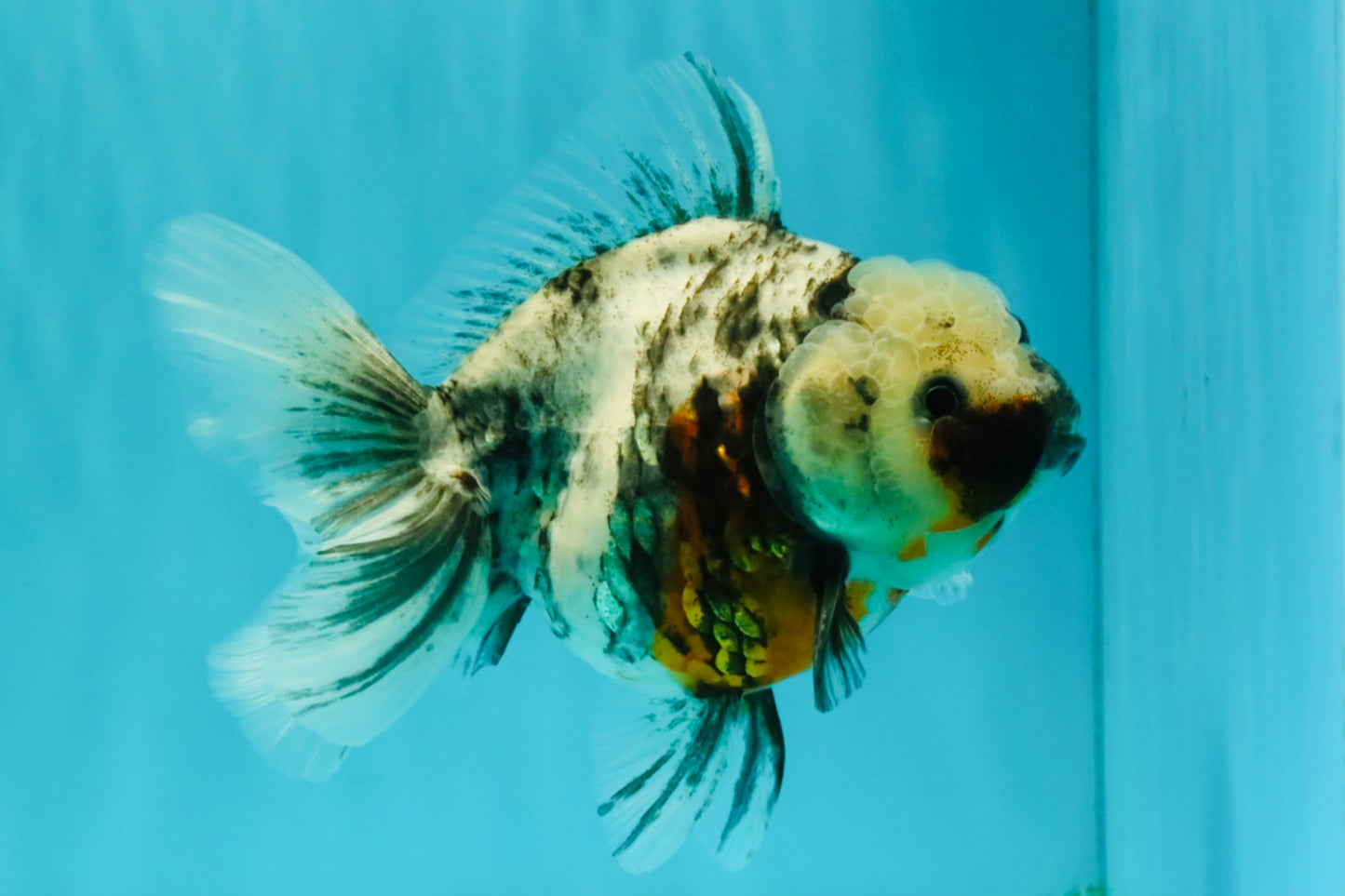 Kirin Oranda Female 6 inches #071726OR_19