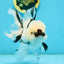 A Grade Panda Oranda Male 5.5 inches #120624OR_01