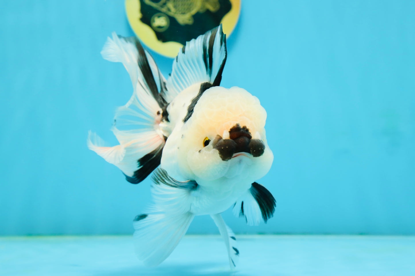 A Grade Panda Oranda Male 5.5 inches #120624OR_01