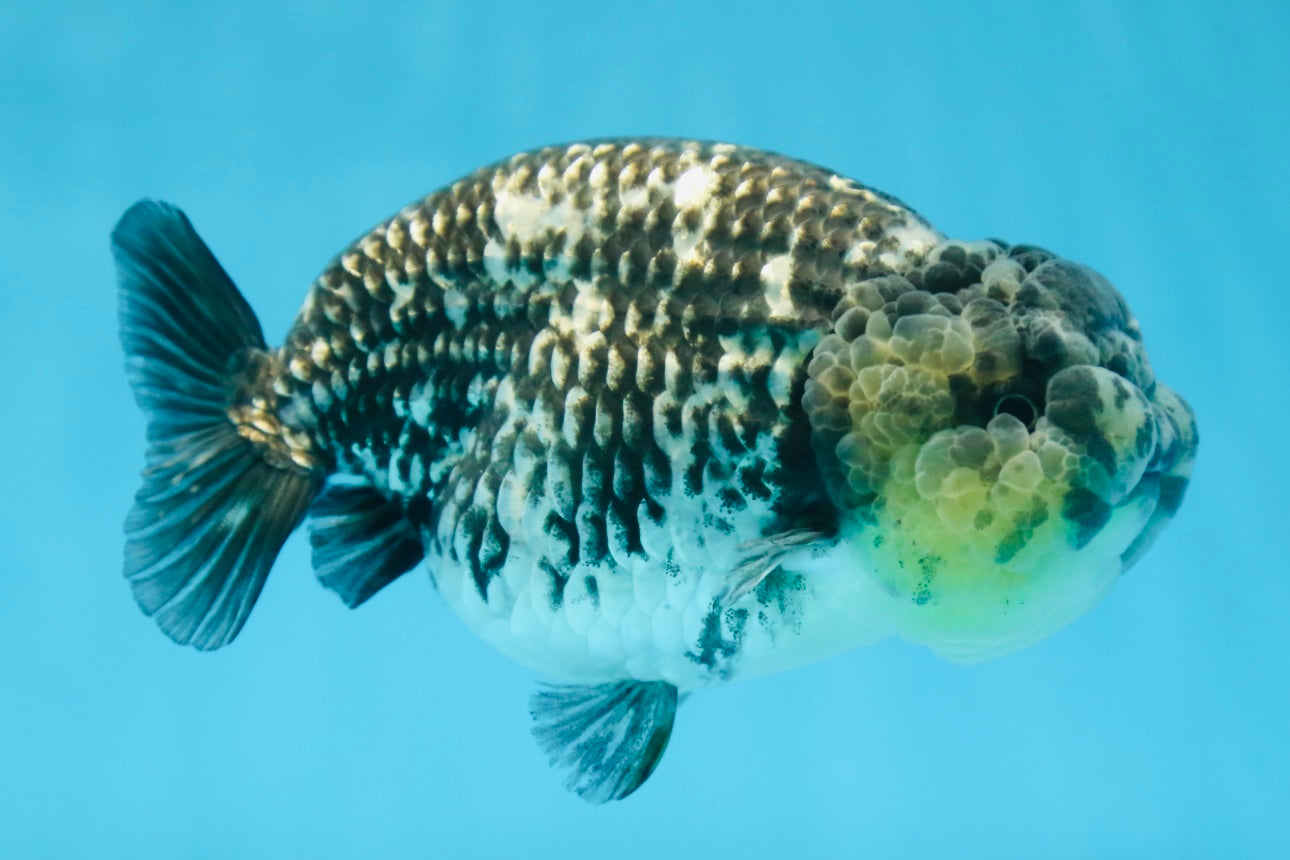 AAA Grade White Tiger LionQueen 5-5.5 inches #091225LC_08