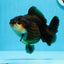 Tricolor Yuanbao Female 5 inches #0913YB_22