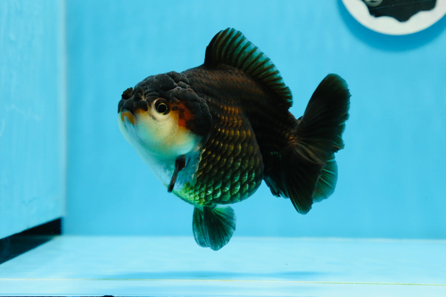 Tricolor Yuanbao Female 5 inches #0913YB_22