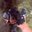 KING KONG AAA Grade Broadtail Dark Kirin Oranda Female 7.5 inches #080726OR_01