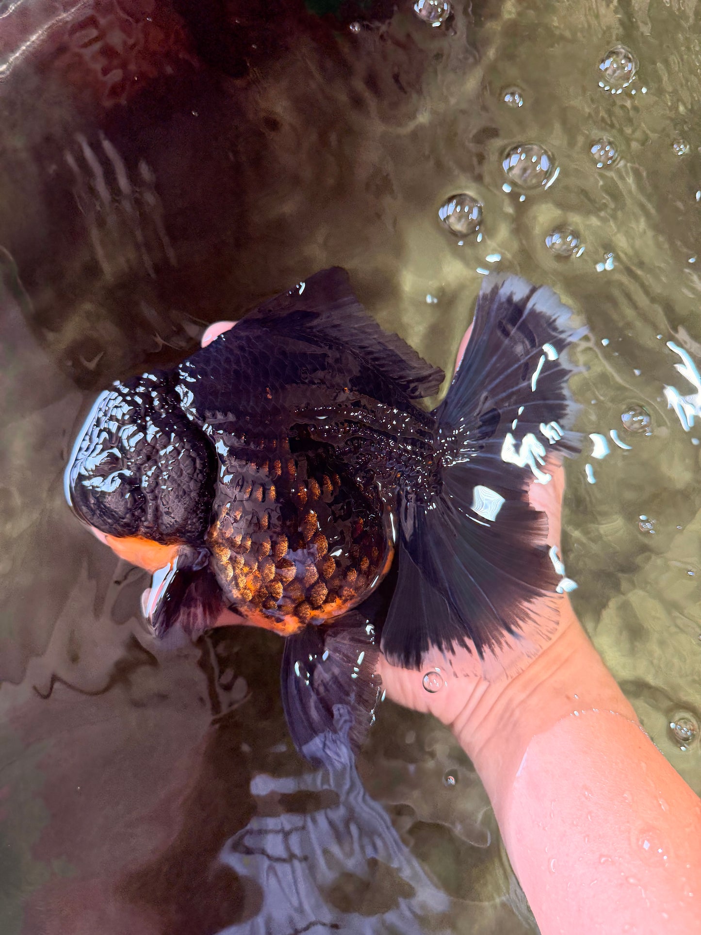 KING KONG AAA Grade Broadtail Dark Kirin Oranda Female 7.5 inches #080726OR_01