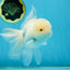 AAA Grade Snow White Oranda Male 5.5-6 inches #062725OR_20
