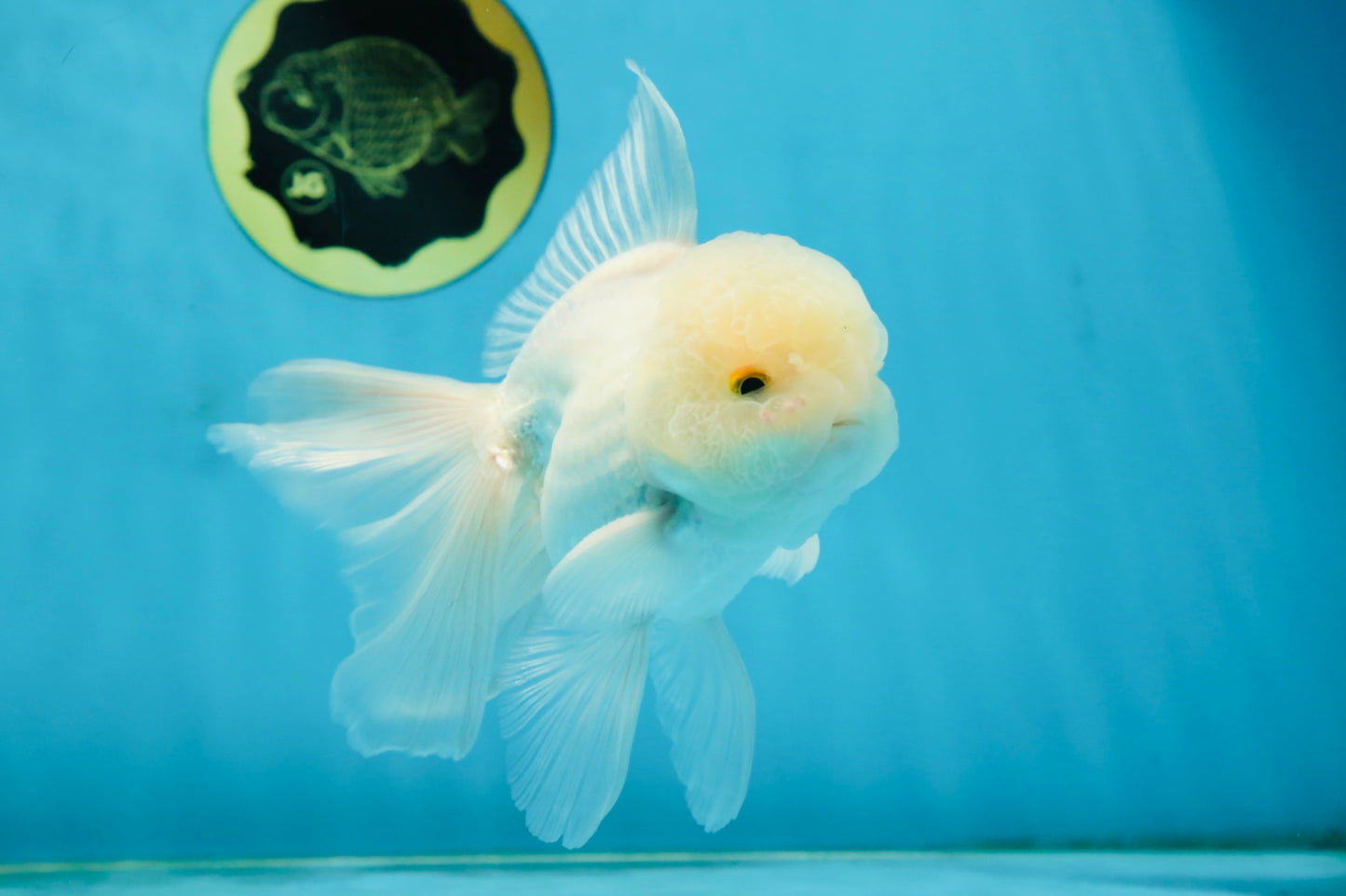 AAA Grade Snow White Oranda Male 5.5-6 inches #062725OR_20