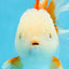 AAA Grade BEAUTY Red White Oranda Female 6.5 inches #100325OR_13