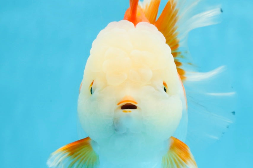 AAA Grade BEAUTY Red White Oranda Female 6.5 inches #100325OR_13