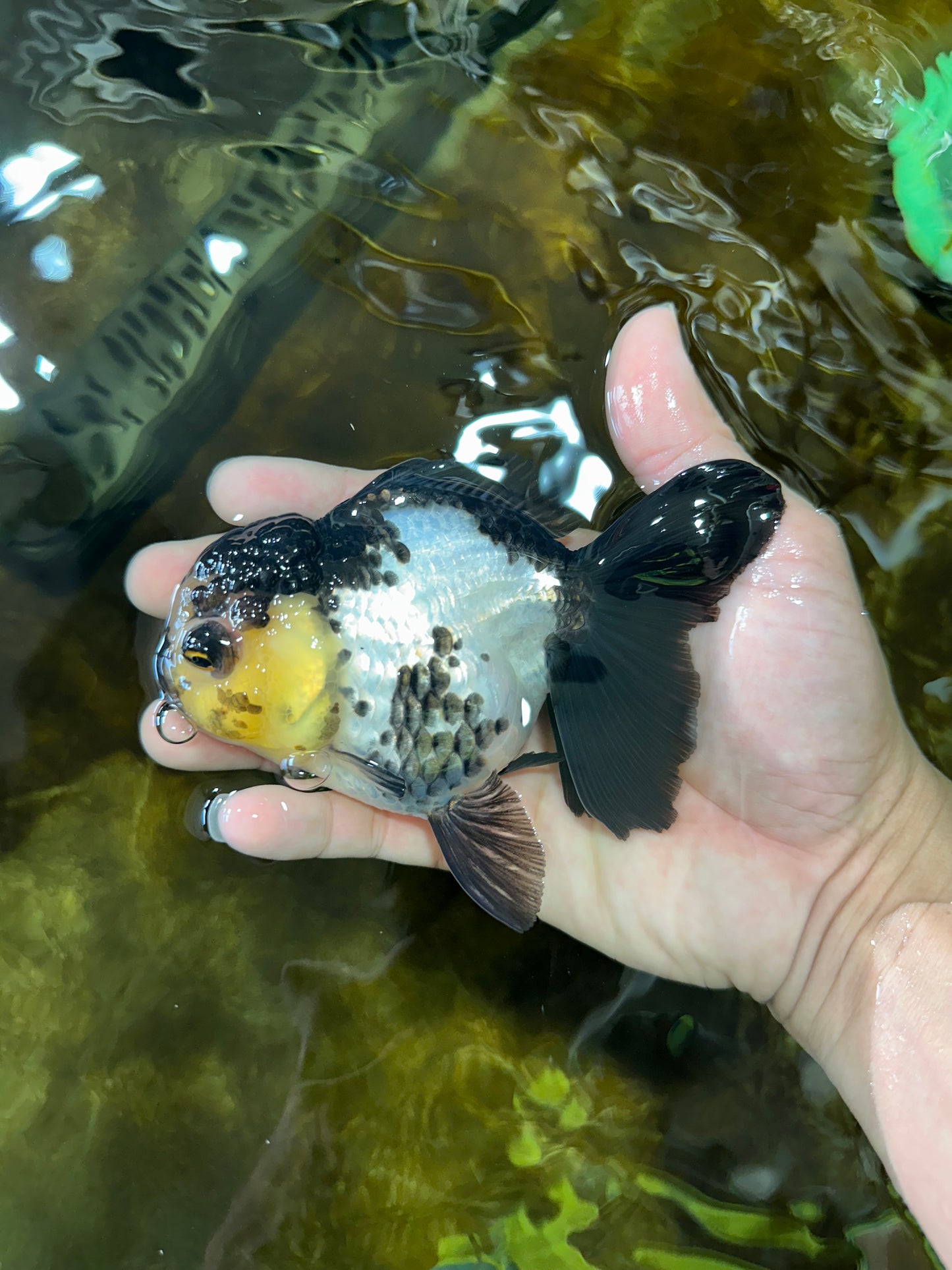 Panda Oranda Female 4.5-5 inches #071125OR_08