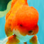CHONKY AAA Grade Red White Oranda Male 4.5-5 inches #062626OR_37