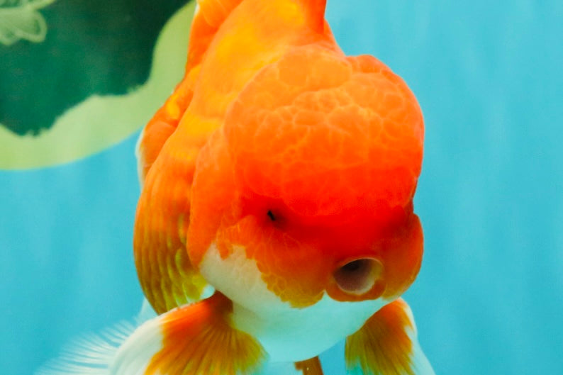 CHONKY AAA Grade Red White Oranda Male 4.5-5 inches #062626OR_37