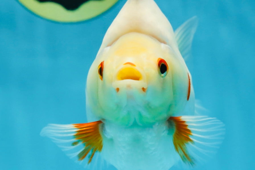 AAA Grade Red White Ryukin Female 5-5.5 inches #060625RK_33