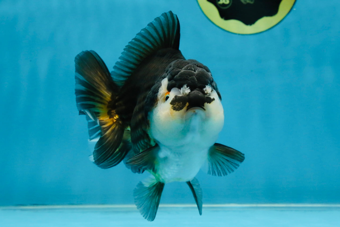 CHUBBY A Grade Tricolor Yuanbao Male 5-5.5 inches #121925YB_10