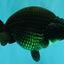 A Grade Black Ranchu Female 5.5 inches #072426RC_37