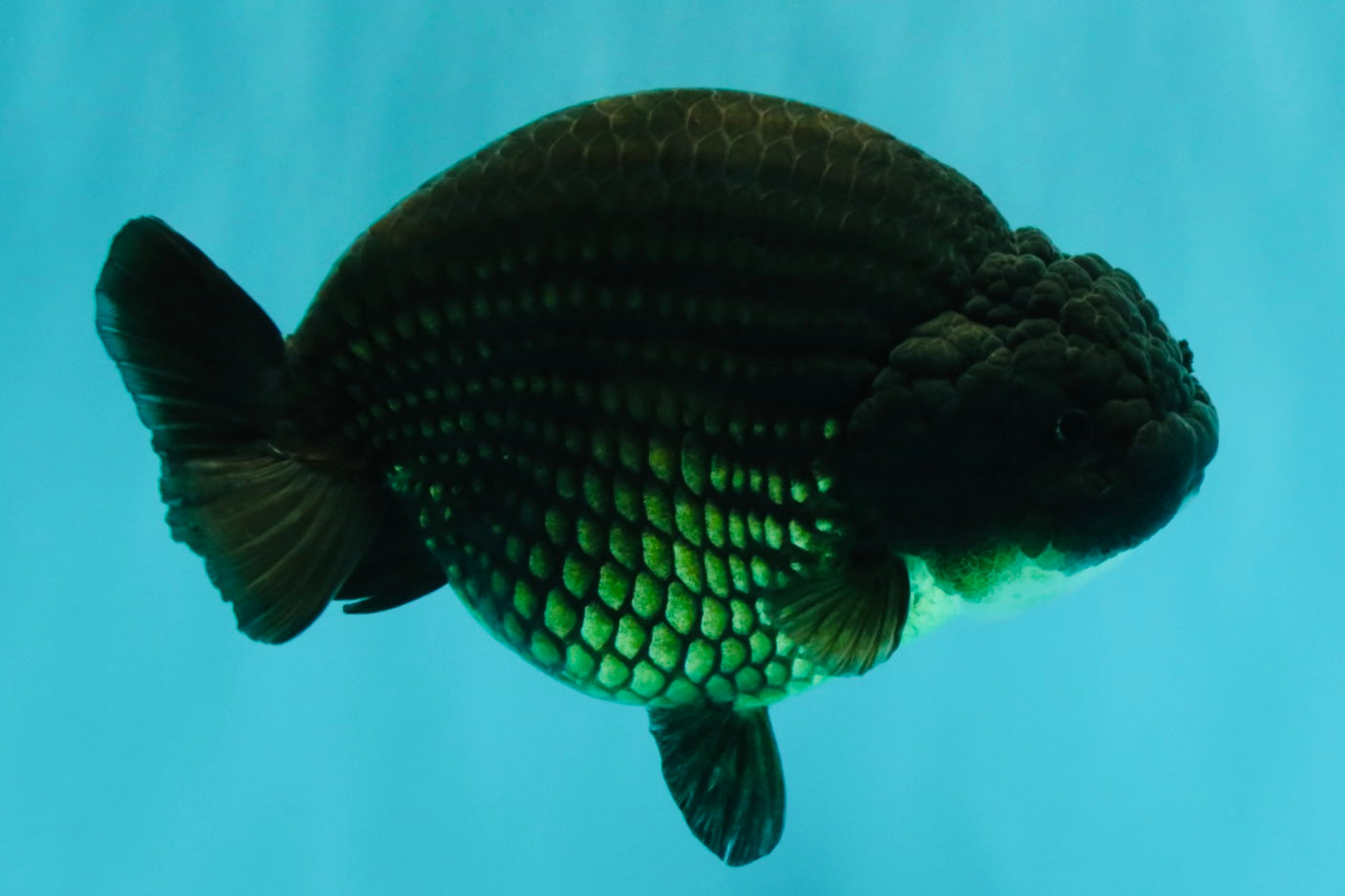 A Grade Black Ranchu Female 5.5 inches #072426RC_37