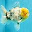 AAA Grade Godzilla White Tiger Oranda Male 6.5 inches #022726OR_10